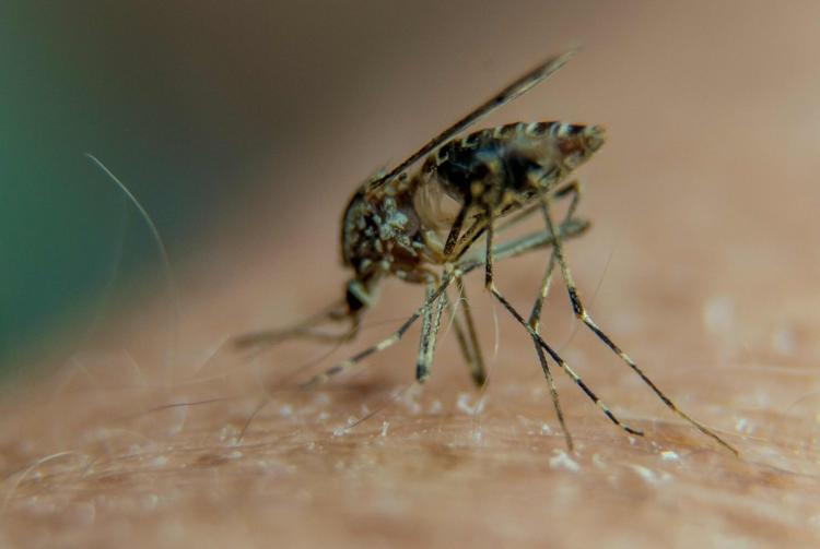 Mosquitoes are considered one of the most dangerous creatures on the planet because of their ability to spread deadly diseases like malaria Zika chikungunya or dengue fever