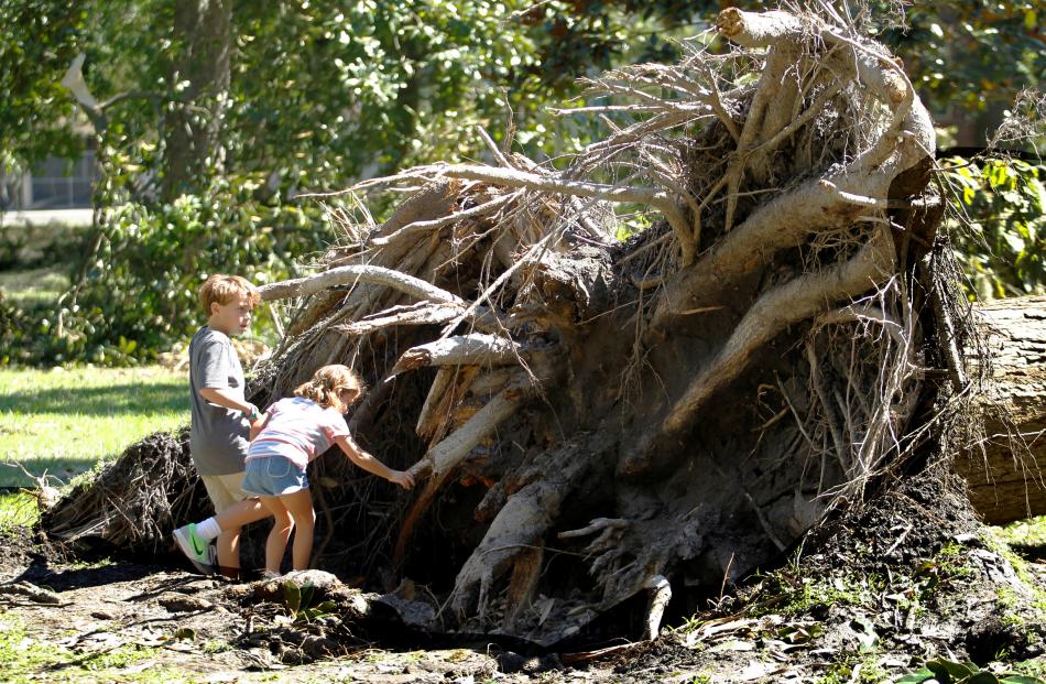 The hurricane uprooted this huge tree in Savannah Georgia