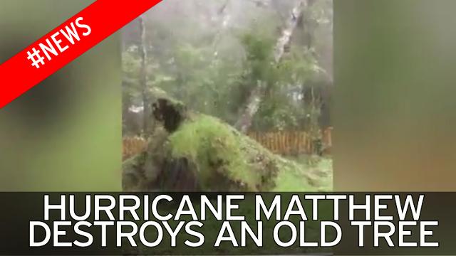 Hurricane Matthew completely uproots an old tree