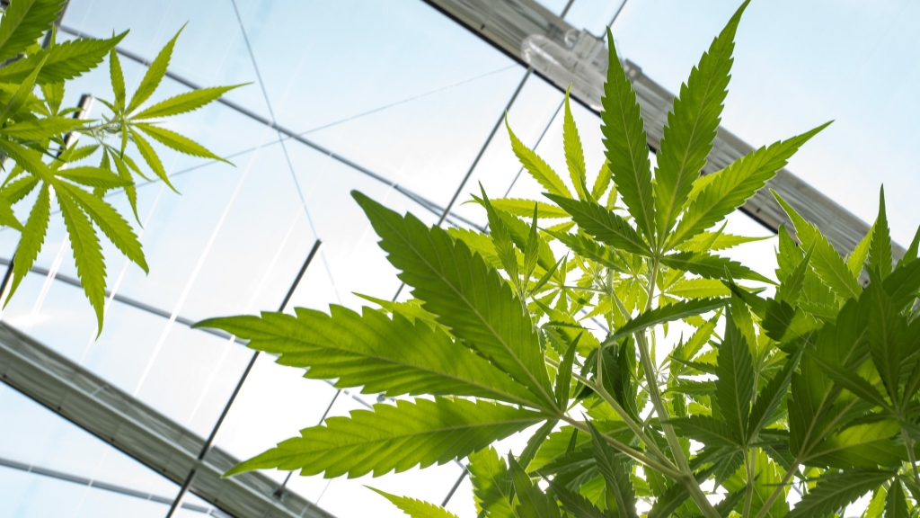 Cannabis plants grow in the greenhouse at Vireo Health's medical marijuana cultivation facility on Aug. 19 in Johnstown N.Y