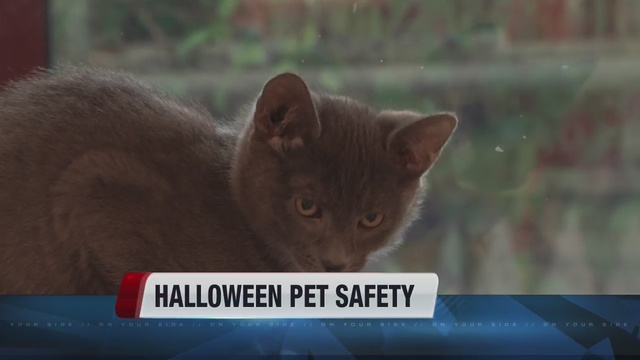 Pets can get easily spooked this time of year.                      KIVI