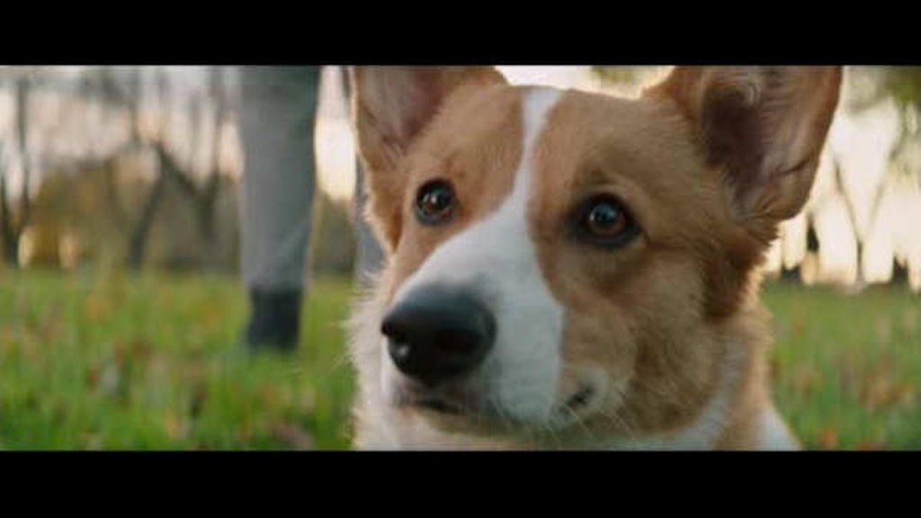 Sandy Kenyon reviews 'A Dog's Purpose,&#39 opening amid controversy