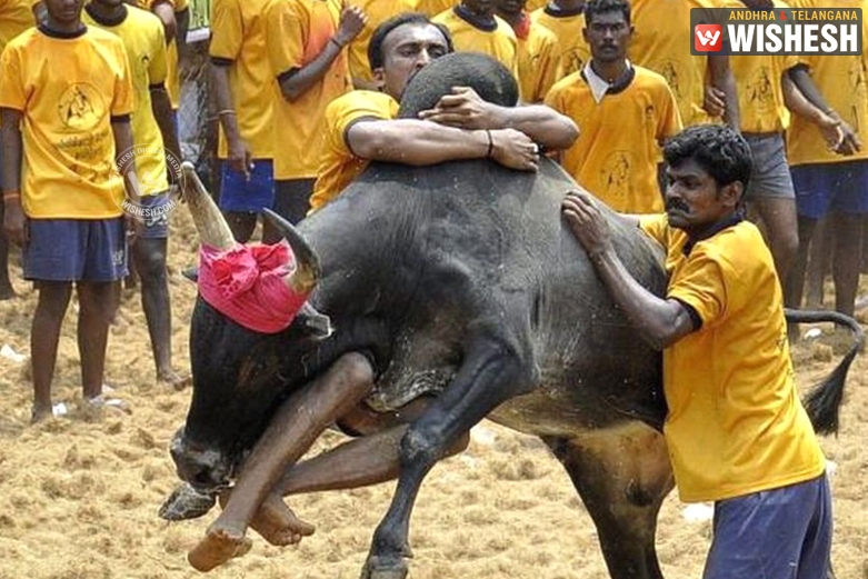 Protesters Demand Promulgation of Jallikattu Ordinance Panneerselvam Meets PM Modi