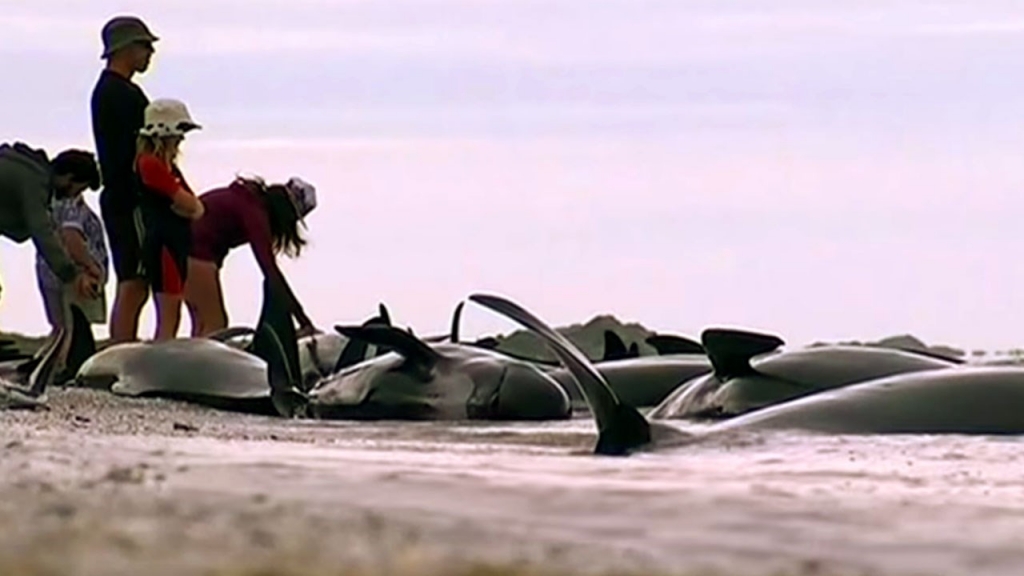 Hundreds of whales die in mass stranding on New Zealand beach