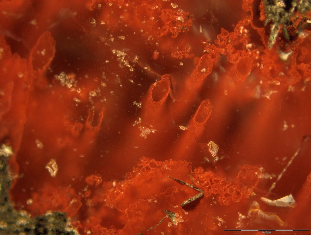 Haematite tubes from hydrothermal vent deposits that represent the oldest microfossils and evidence for life on Earth. Credit M. Dodd