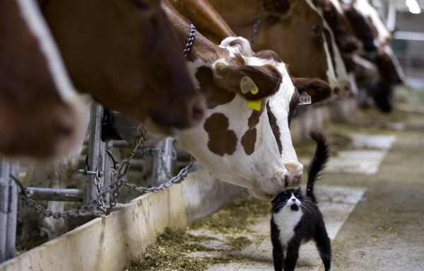 US and Canada dispute milk trade