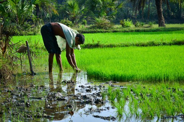 What the government has also misread is the nature of the rural distress which is no longer restricted to agriculture