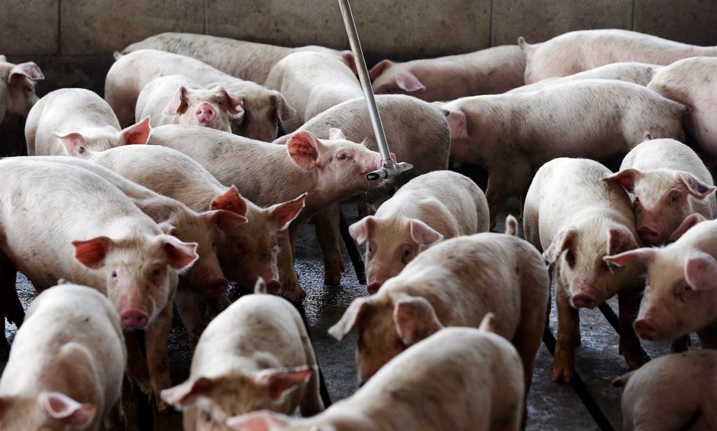 A pig drinks in a Farmville N.C. industrial farm in this July 2017