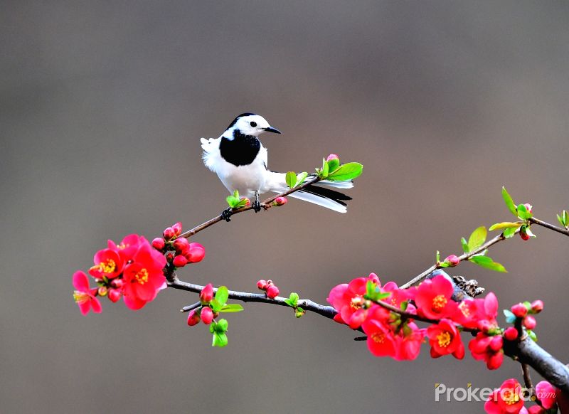 A white wagtail is seen at Zhaocun Township of Lushan County central China's Henan Province