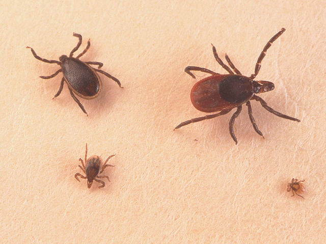 A Close Up Of An Adult Female An Adult Male Nymph And Larva Tick.                       Getty Images