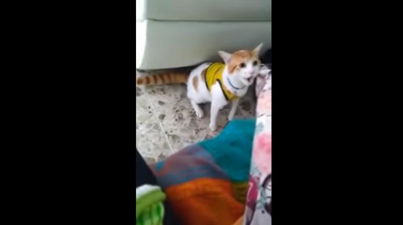 The clip shows the white and brown pet mimicking its owner's excitement during a World Cup clash