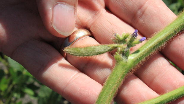 Monte Peterson holds a growing soybean pod near Valley City Friday