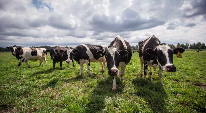 Dairy cows in Surrey B.C. THE CANADIAN PRESS  Darryl Dyck