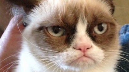 Grumpy Cat to be a Movie Star