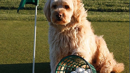 What’s With All The Animal Terms In Golf?