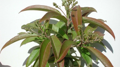 An Introduction To Three Exciting Photinia Species