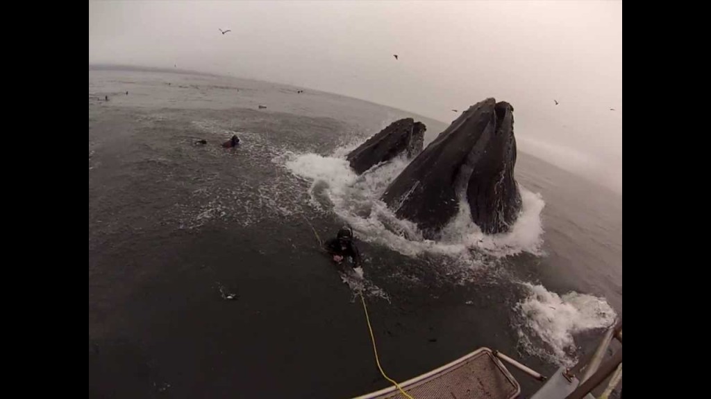 divers-nearly-swallowed-by-humpback-whales