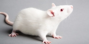 Near Death Experiment: Dying Rat Brains Give Clues