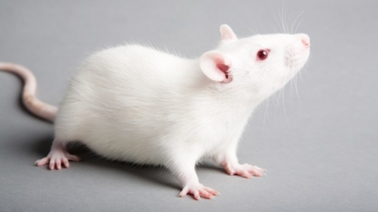 Near Death Experiment: Dying Rat Brains Give Clues