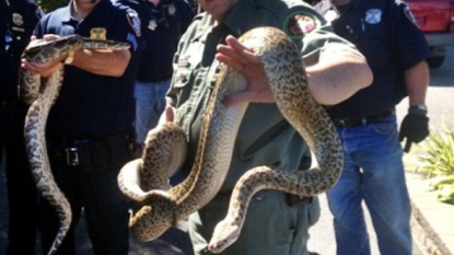 Found 850 Snakes In The Home Of An Animal Control Officer