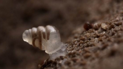 Cave Explorers Stumble Upon A See Through Snail