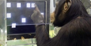 Humans Beaten By Chimpanzees In Memory Test