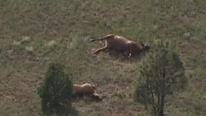 New Mexico Town Plagued By Elk Deaths