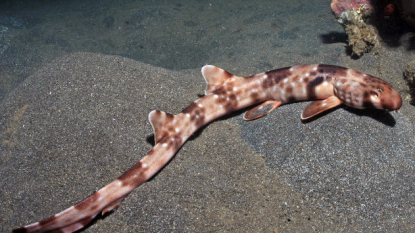 A New Kind Of Walking Shark Discovered