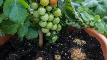 A Wonderplant That Grows Both Tomatoes And Potatoes