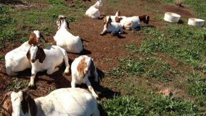 Goats Stolen Using Duct Tape