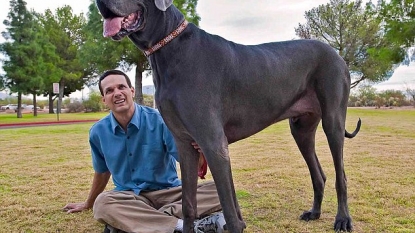 World’s tallest dog died