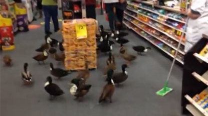 Several ducks invade a pharmacy