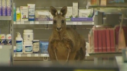 Kangaroo shuts the Melbourne Airport