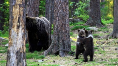 Cutest dance by three bear cubs