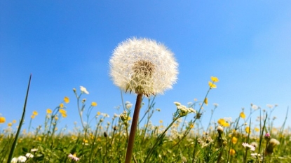 Dandelion is growing in the baby’s ear canal: Doctors