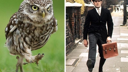 Owl acting identically like John Cleese