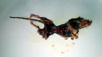 This is called deep fried mouse, man found a rotten mouse in the packet