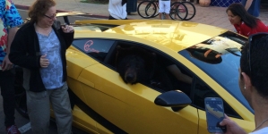 It is a bear’s Lamborghini