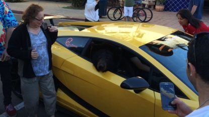 It is a bear’s Lamborghini