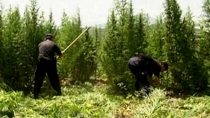 Hundreds worker become ill due to cannabis