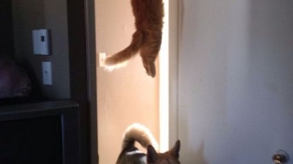 Cat doing stunt to escape from dog