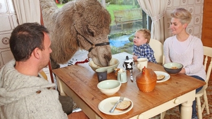 Strange breakfast style: family shares breakfast table with a camel daily