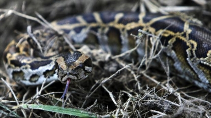 A python was found in kitchen’s oven