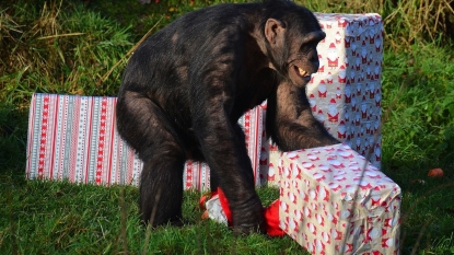 Christmas came early for these chimpanzees