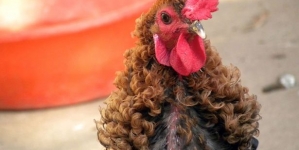 A Chinese chicken has curly glamorous curly feathers