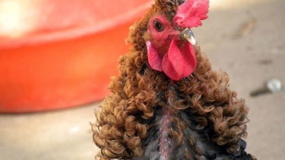 A Chinese chicken has curly glamorous curly feathers