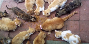 A man stolen goods of worth $185,000 to feed luxurious foods to his 120 cats