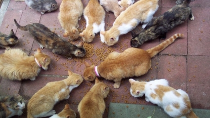 A man stolen goods of worth $185,000 to feed luxurious foods to his 120 cats