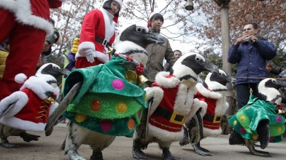 Christmas fever: Penguins dressed up like Santa and Christmas tree