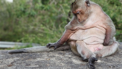 Pet monkeys are facing obesity epidemic due to fatty foods